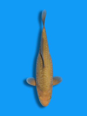 Doitsu Chagoi | Koi&Co.